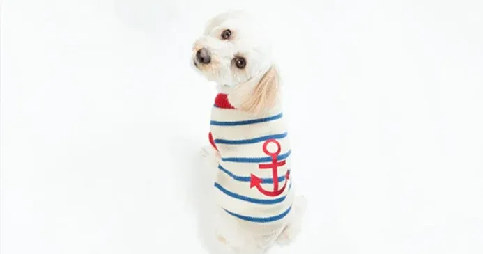 dog.webp